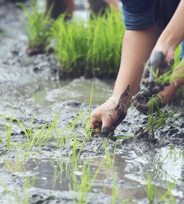 Wheat Harvest Organic Gather nice Moment