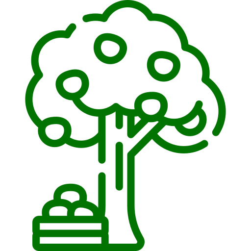 Fruit Trees