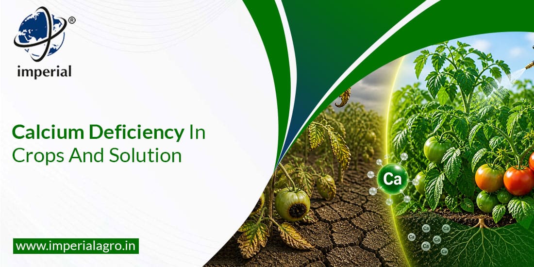 Calcium Deficiency in Crops And Solution