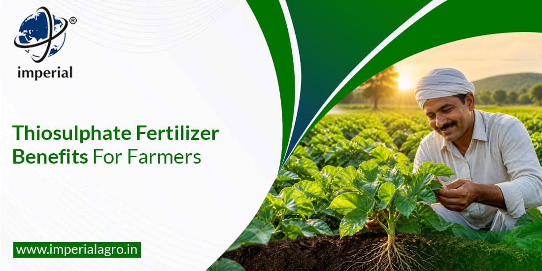 Thiosulphate Fertilizer Benefits For Farmers