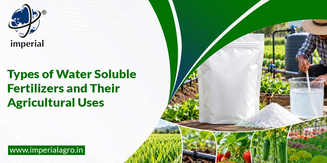 Types of Water Soluble Fertilizers and Their Agricultural Uses