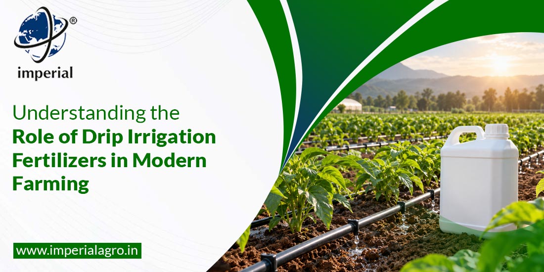 Understanding the Role of Drip Irrigation Fertilizers in Modern Farming